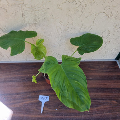 #907 Philodendron Rothschuhianum