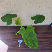 Load image into Gallery viewer, #907 Philodendron Rothschuhianum