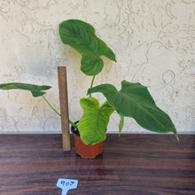 Load image into Gallery viewer, #907 Philodendron Rothschuhianum