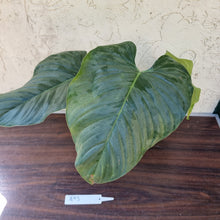 Load image into Gallery viewer, #893 Large Philodendron Sodiroi
