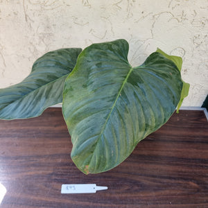 #893 Large Philodendron Sodiroi