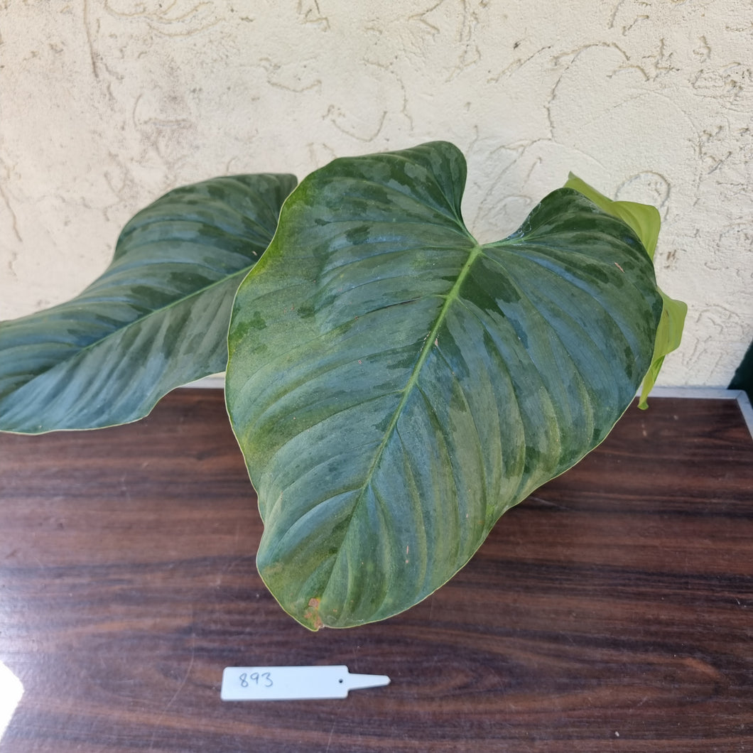 #893 Large Philodendron Sodiroi