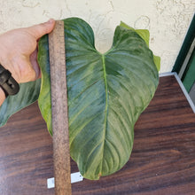Load image into Gallery viewer, #893 Large Philodendron Sodiroi
