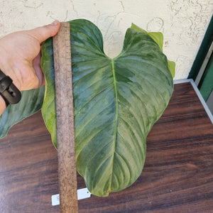 #893 Large Philodendron Sodiroi