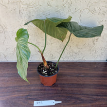 Load image into Gallery viewer, #893 Large Philodendron Sodiroi