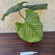 Load image into Gallery viewer, #893 Large Philodendron Sodiroi