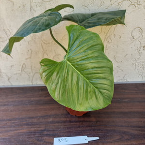 #893 Large Philodendron Sodiroi