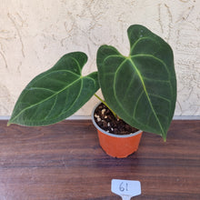 Load image into Gallery viewer, #61 Anthurium &#39;Dark Night&#39;