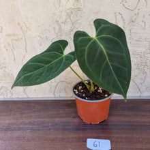 Load image into Gallery viewer, #61 Anthurium &#39;Dark Night&#39;