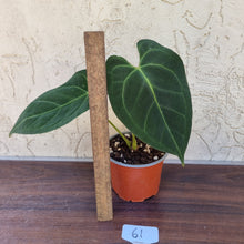 Load image into Gallery viewer, #61 Anthurium &#39;Dark Night&#39;