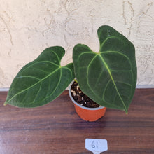 Load image into Gallery viewer, #61 Anthurium &#39;Dark Night&#39;