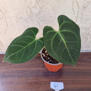 #61 Anthurium 'Dark Night'