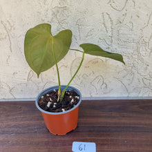 Load image into Gallery viewer, #61 Anthurium &#39;Dark Night&#39;