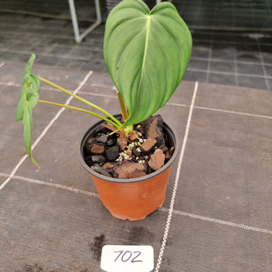 #702 Philodendron Dean McDowell