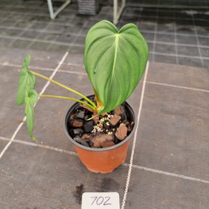 #702 Philodendron Dean McDowell