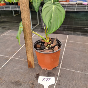 #702 Philodendron Dean McDowell