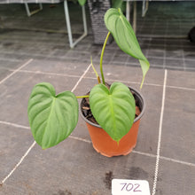 Load image into Gallery viewer, #702 Philodendron Dean McDowell