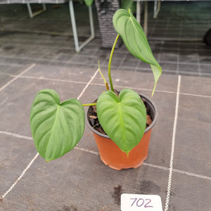 #702 Philodendron Dean McDowell