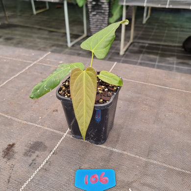 #106 Anthurium NOID