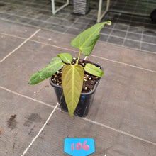 Load image into Gallery viewer, #106 Anthurium NOID