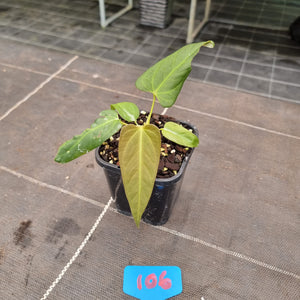 #106 Anthurium NOID