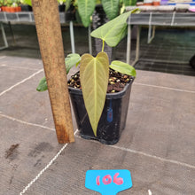 Load image into Gallery viewer, #106 Anthurium NOID