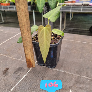 #106 Anthurium NOID