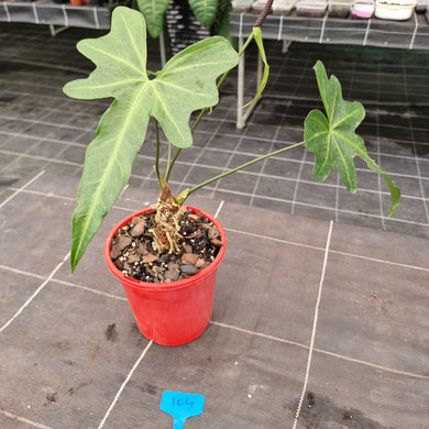#104 Anthurium Macrolobium