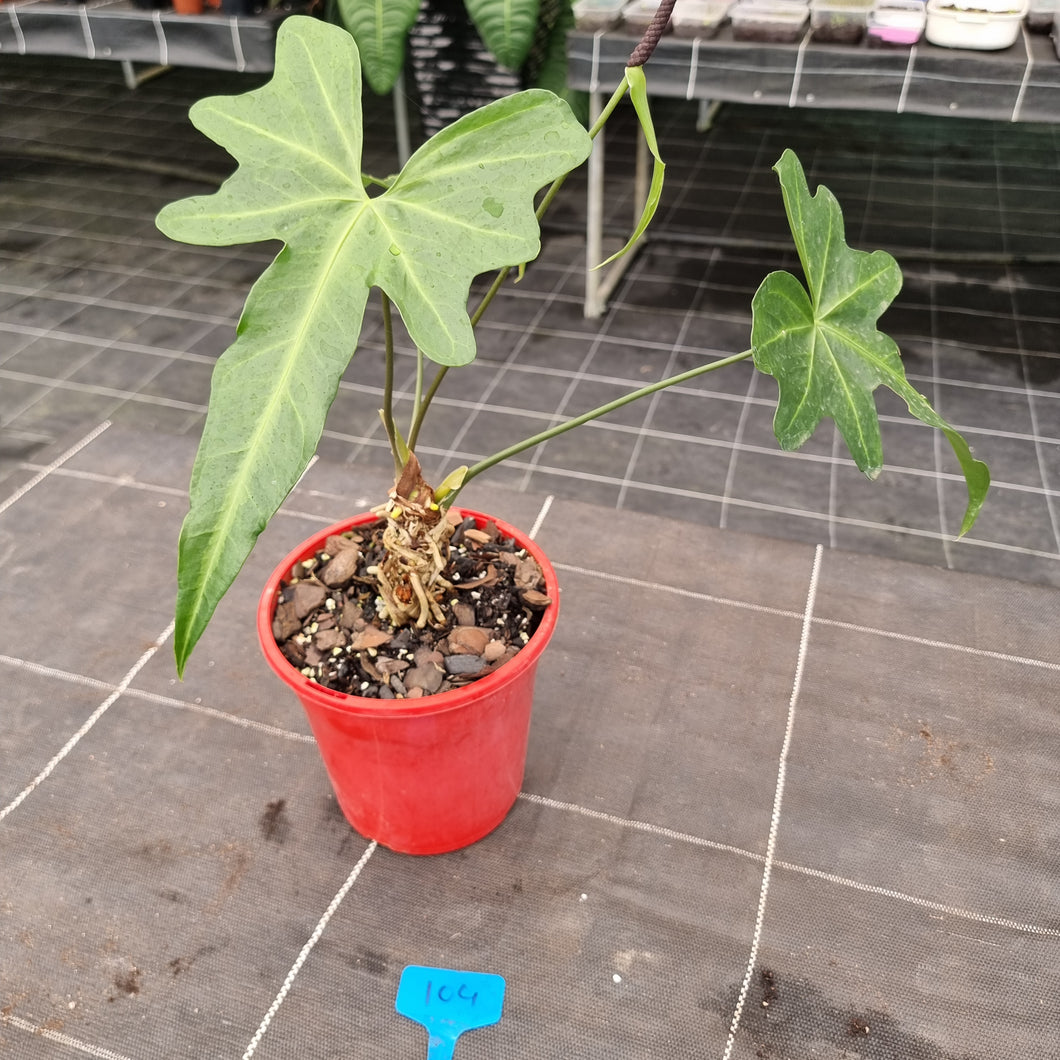#104 Anthurium Macrolobium