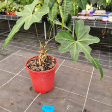 Load image into Gallery viewer, #104 Anthurium Macrolobium