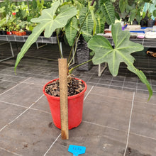 Load image into Gallery viewer, #104 Anthurium Macrolobium
