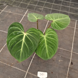#30 Philodendron Gloriosum