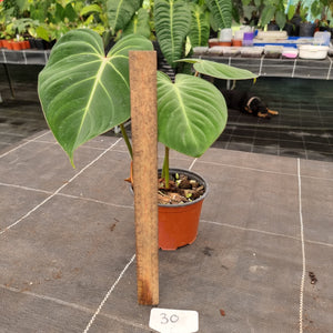 #30 Philodendron Gloriosum