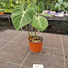 Load image into Gallery viewer, #30 Philodendron Gloriosum