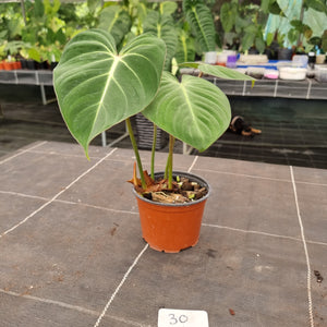 #30 Philodendron Gloriosum