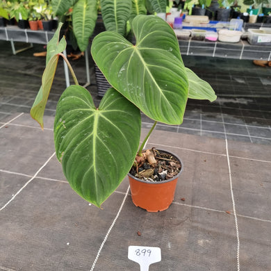 #899 Philodendron Gloriosum