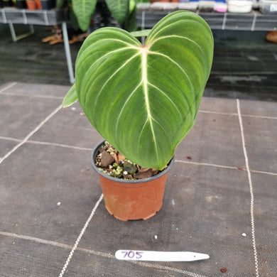 #705 Philodendron Gloriosum