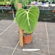 Load image into Gallery viewer, #705 Philodendron Gloriosum