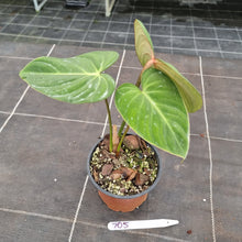 Load image into Gallery viewer, #705 Philodendron Gloriosum