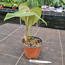 Load image into Gallery viewer, #705 Philodendron Gloriosum
