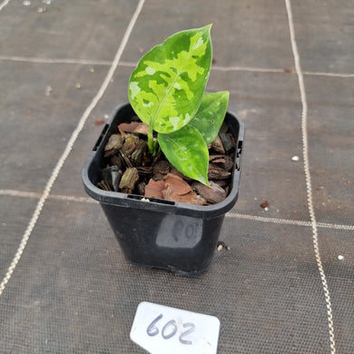 #602 Aglaonema Pictum Tricolor
