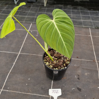 #702 Philodendron Glorious (Melanochrysum x Gloriosum)