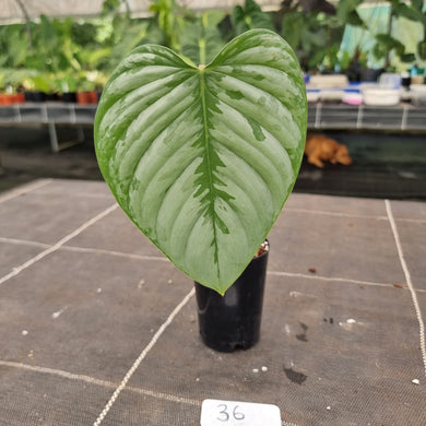 #36 Philodendron Sodiroi - Rooted tip cutting