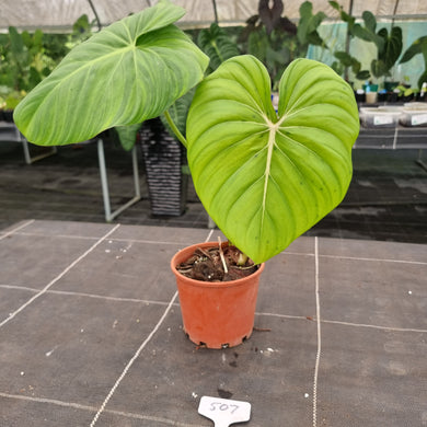 #507 Philodendron Dean McDowell