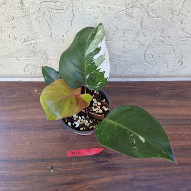 #746 Philodendron White Knight