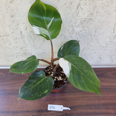 #896 Philodendron White Knight