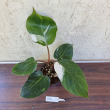 Load image into Gallery viewer, #896 Philodendron White Knight