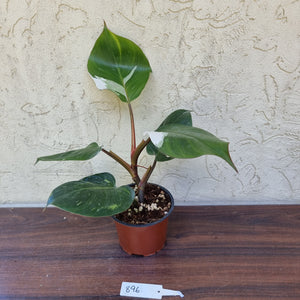 #896 Philodendron White Knight