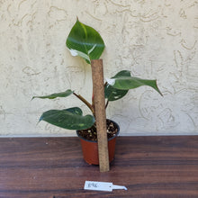 Load image into Gallery viewer, #896 Philodendron White Knight