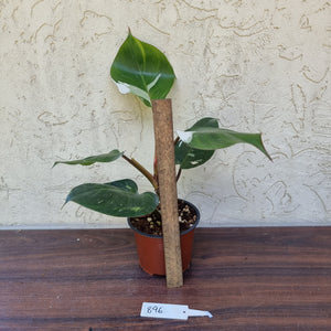 #896 Philodendron White Knight